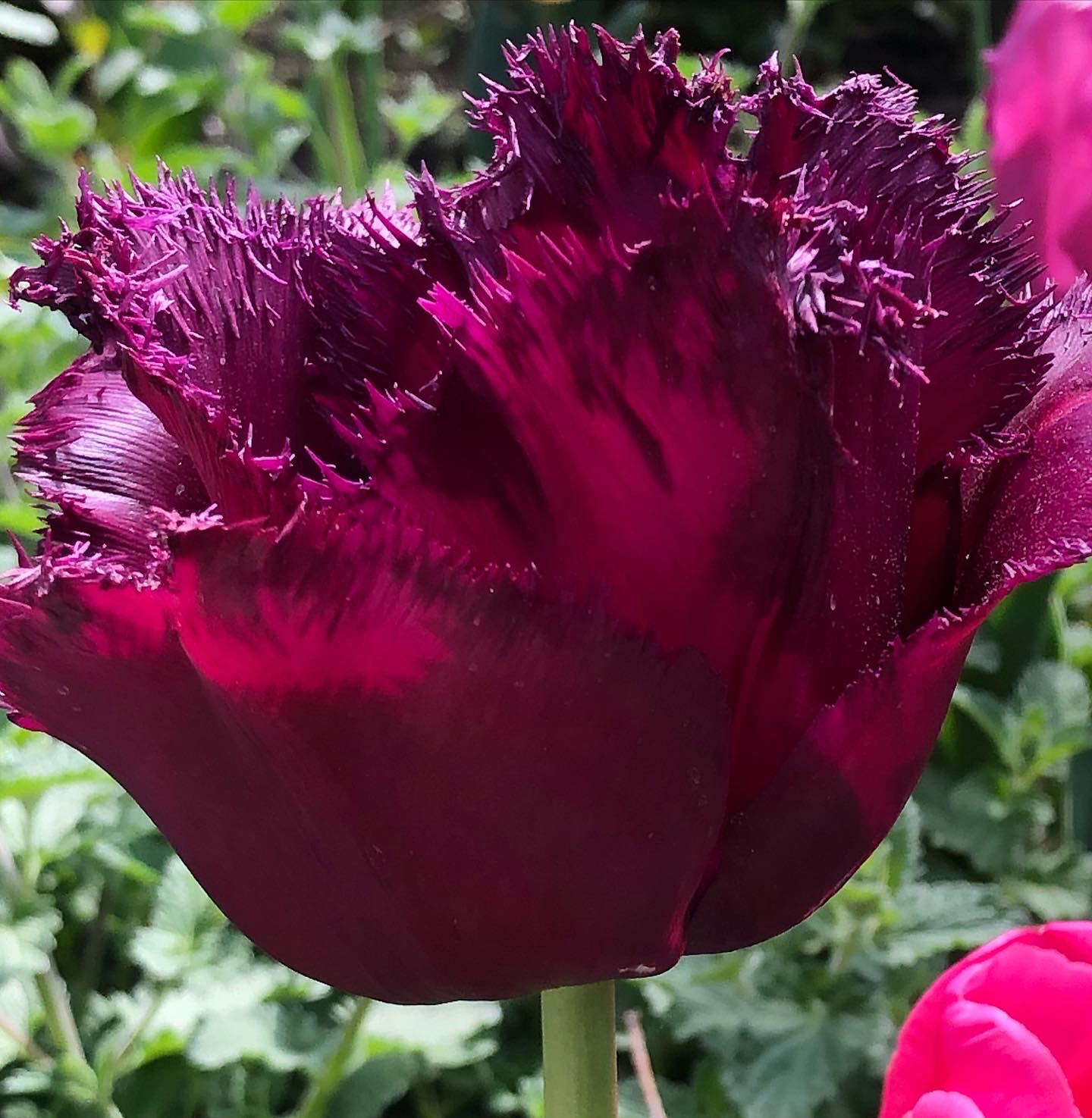 Tulp 'Gorilla'