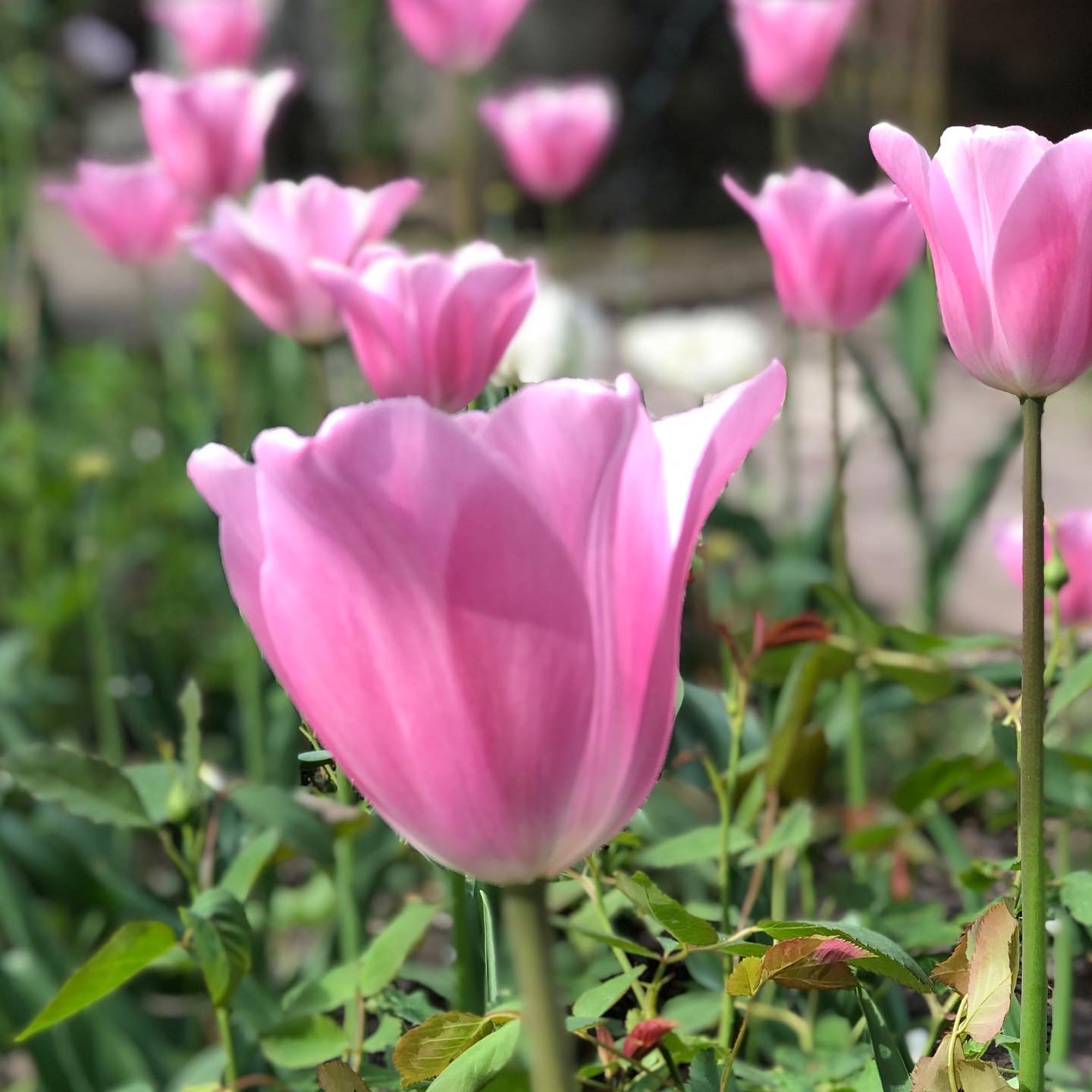 Tulp 'Mistress'