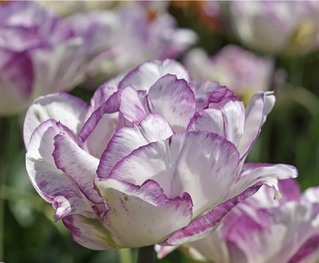 Tulp 'Double Shirley'