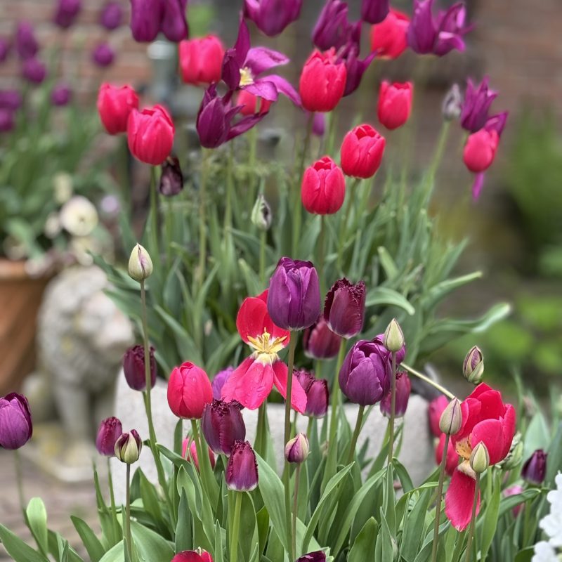 'Voordeurmix!'