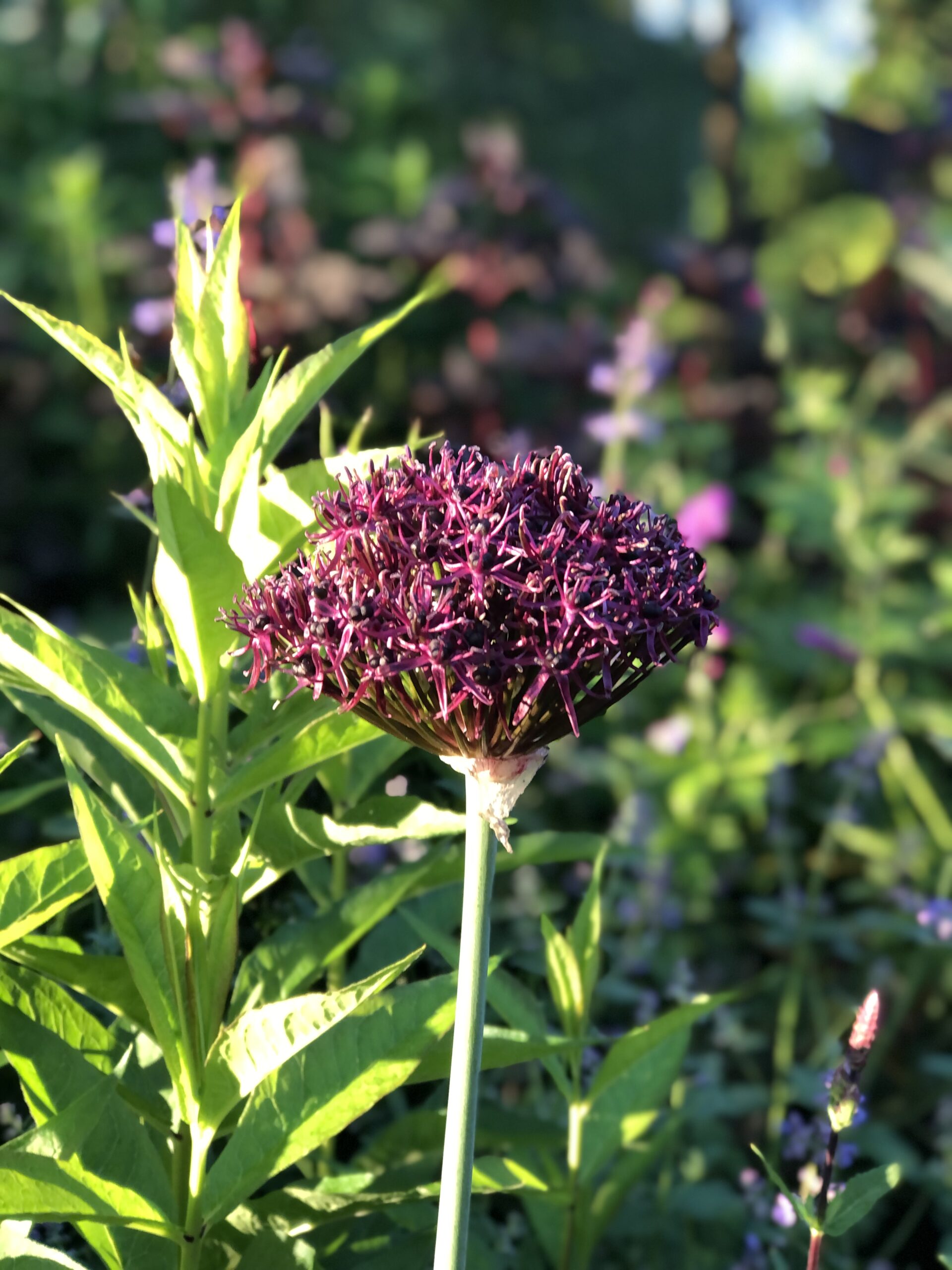 Allium atropurpureum