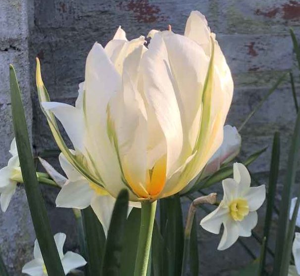Tulp 'White Valley' ( voorheen; 'Exotic Emperor')