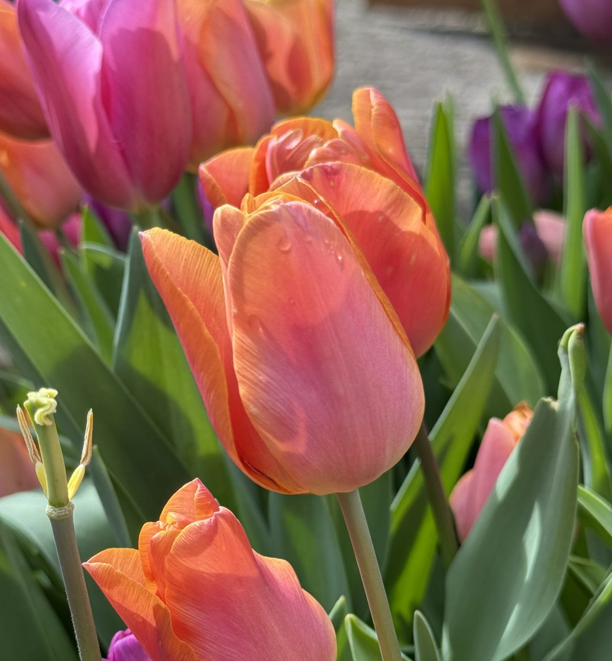 Tulp ' Jimmy'