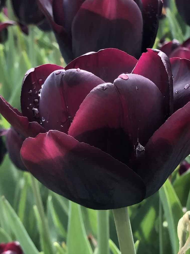Tulp 'Black Hero'