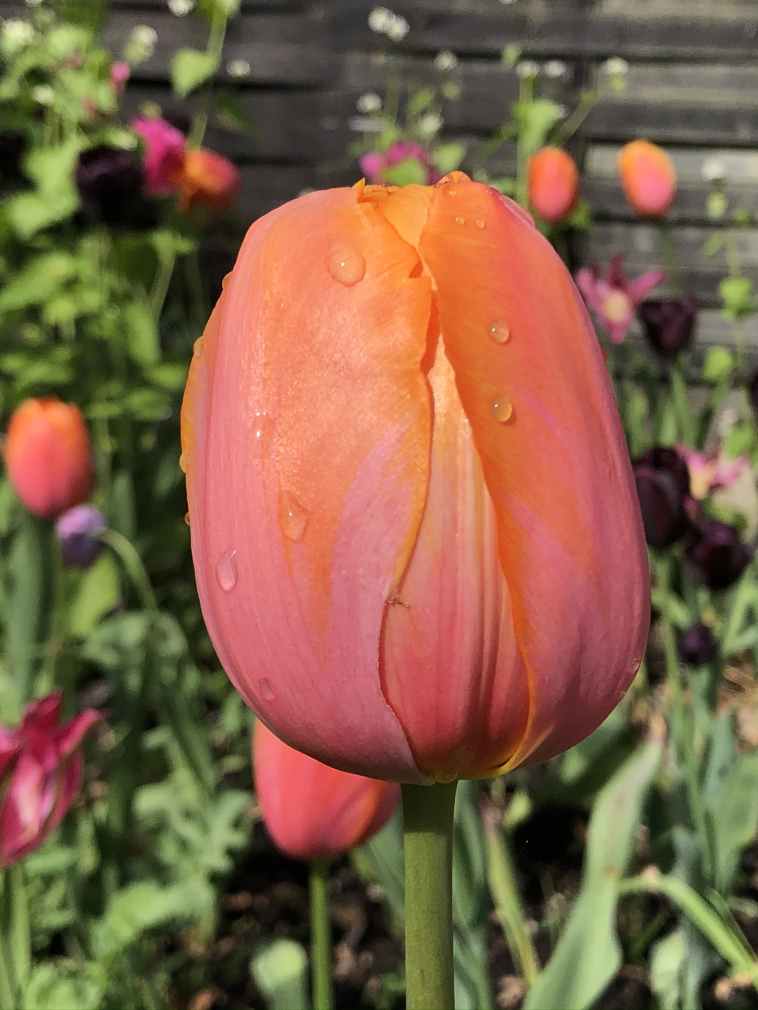 Tulp 'Dordogne'