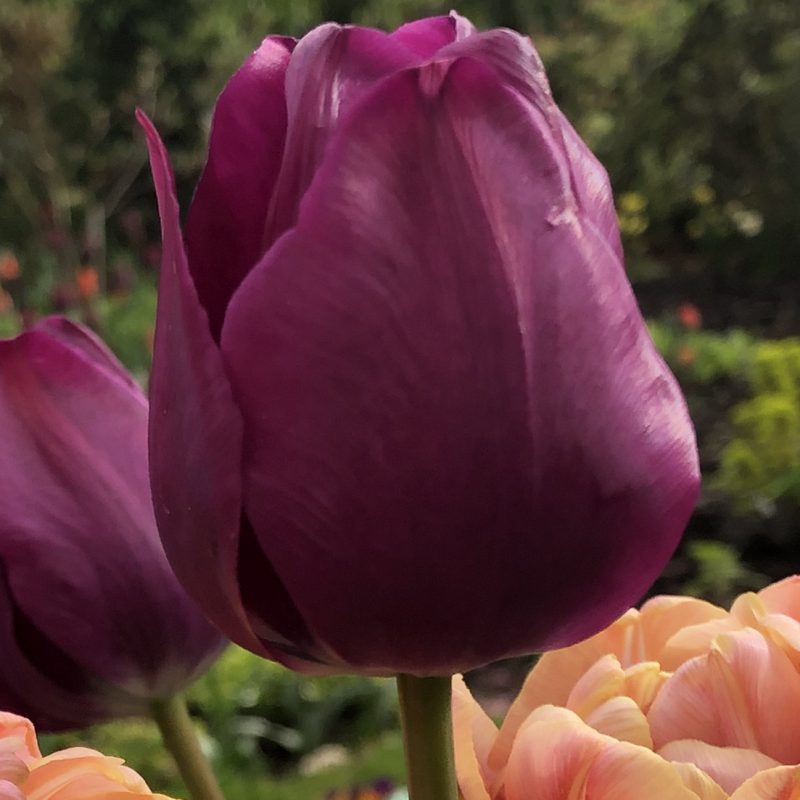 Tulp 'Negrita'