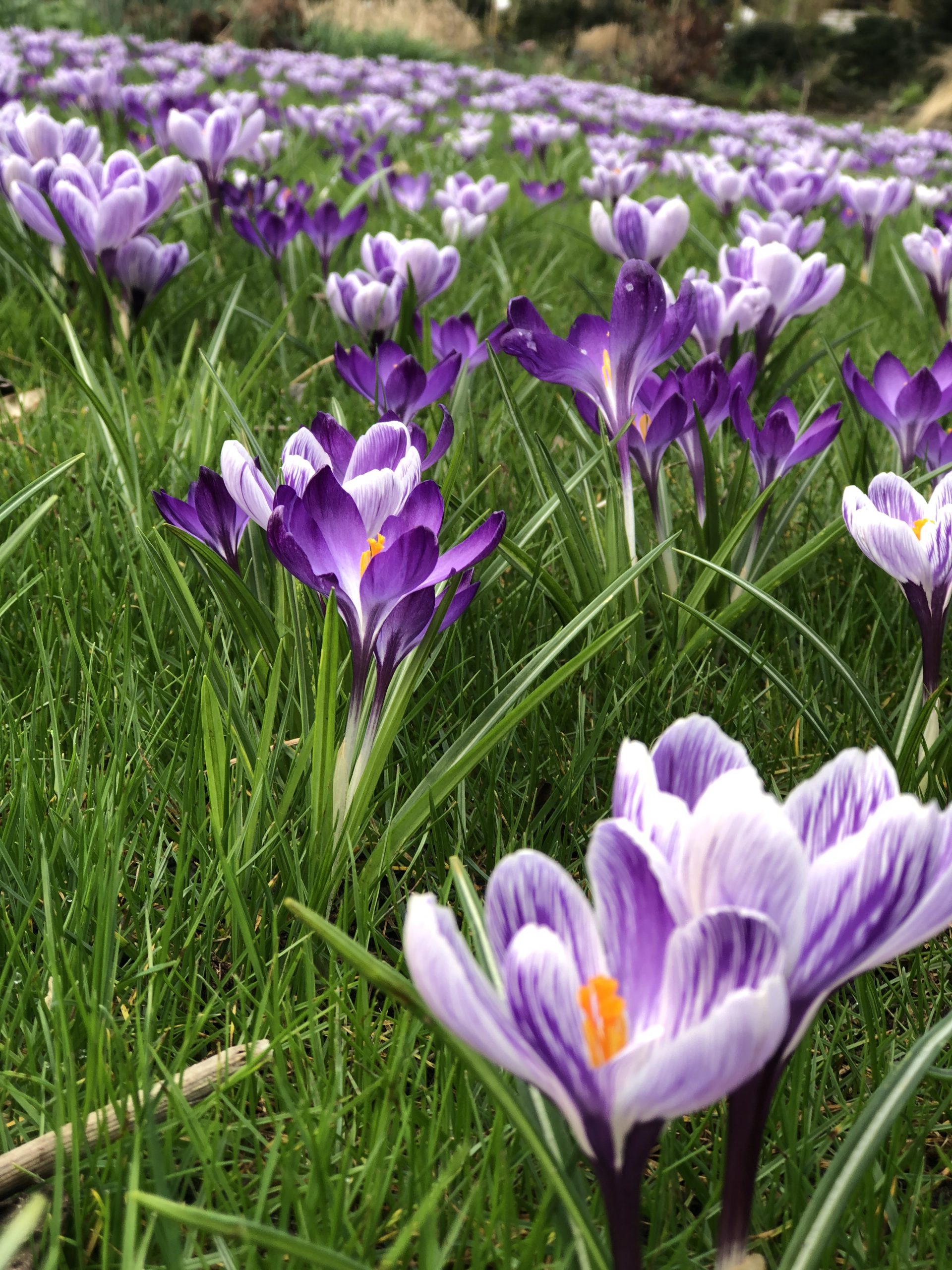 Crocus grootbloemig 'Blauw Wit Mengsel' - Afbeelding 8