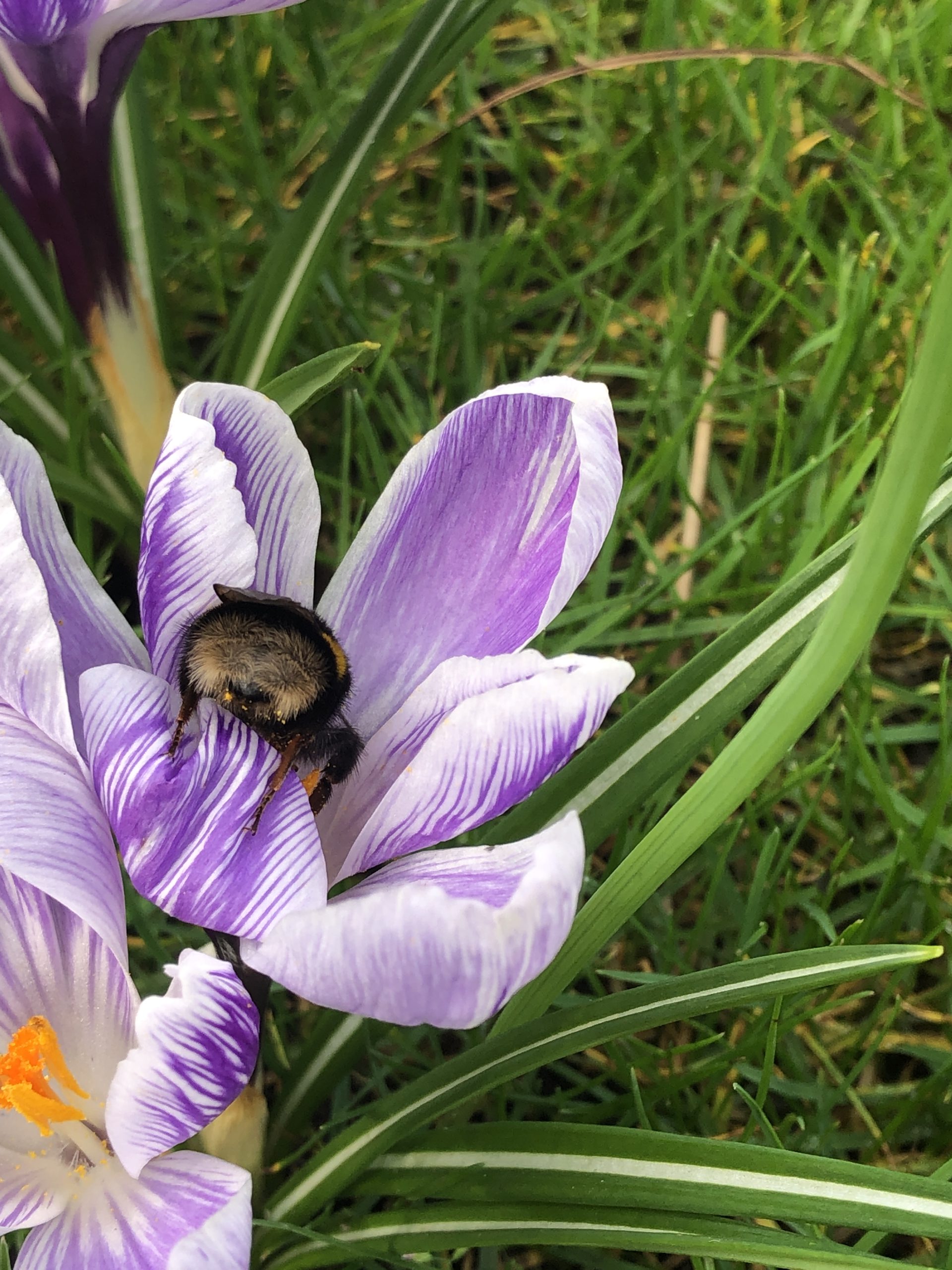Crocus grootbloemig 'Blauw Wit Mengsel' - Afbeelding 7