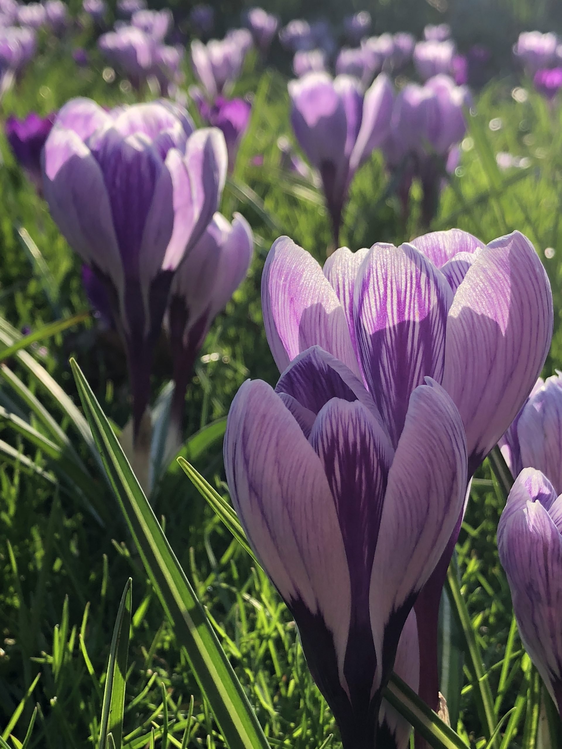 Crocus grootbloemig 'Blauw Wit Mengsel' - Afbeelding 9