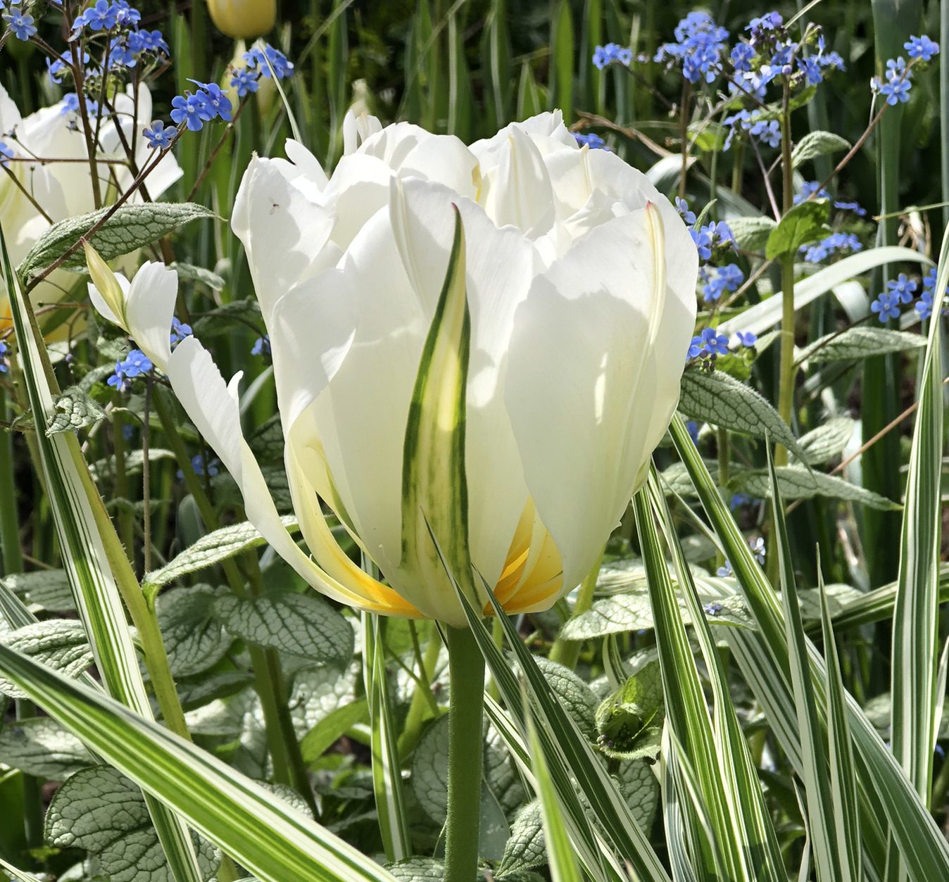 Tulp 'White Valley' ( voorheen; 'Exotic Emperor')