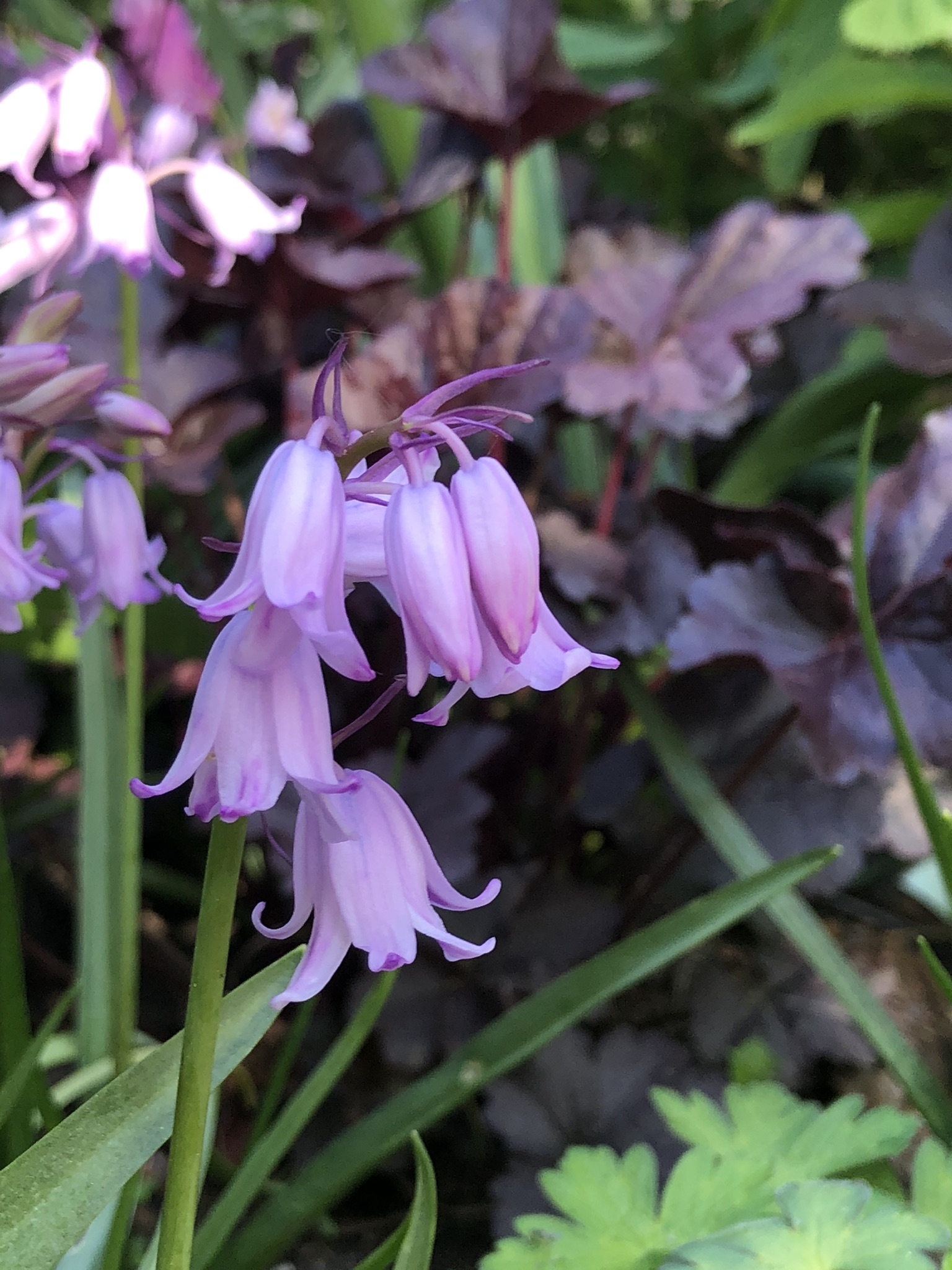 Hyacinthoides hispanica Roze.