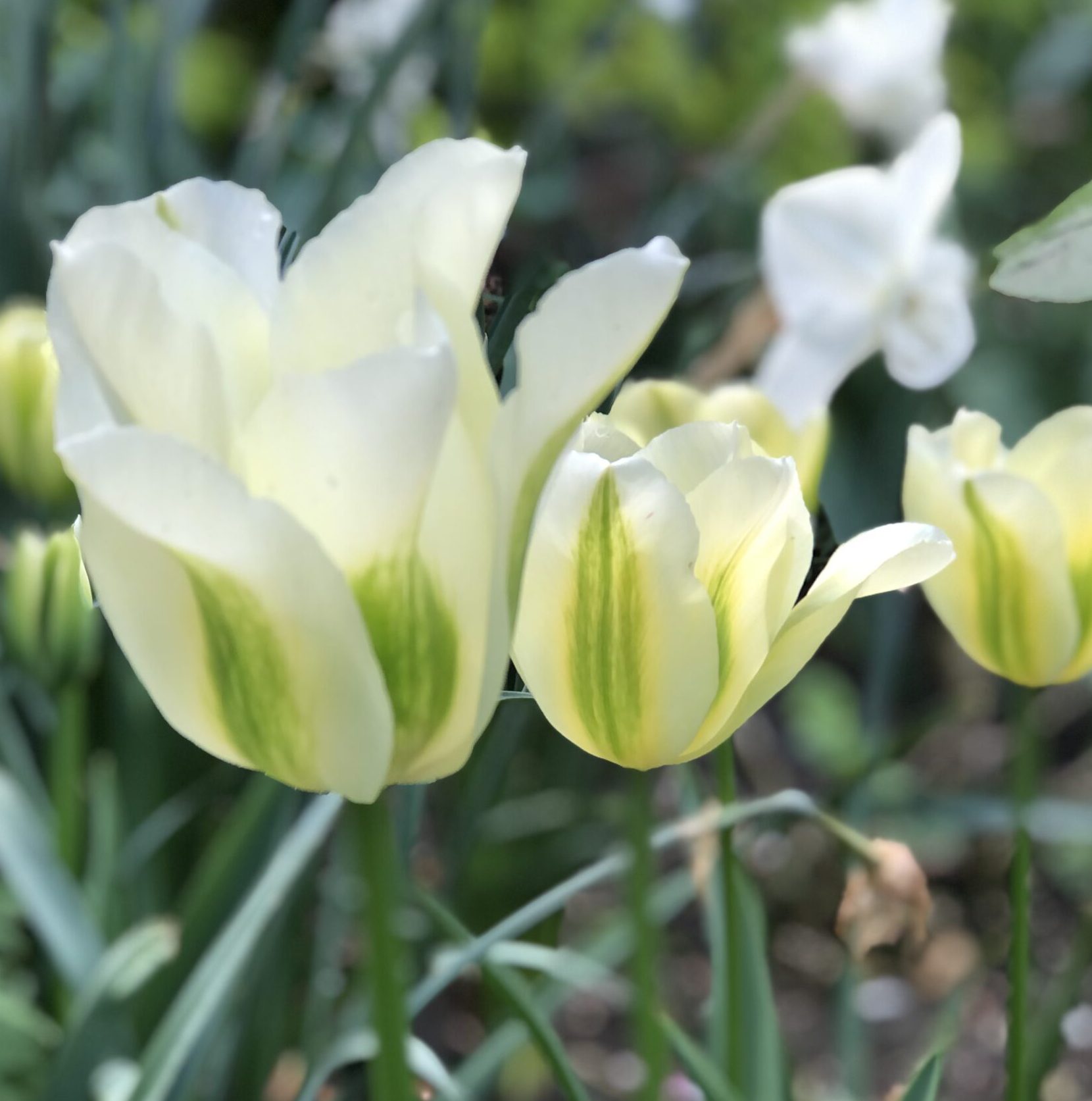 Tulp 'Green Spirit'