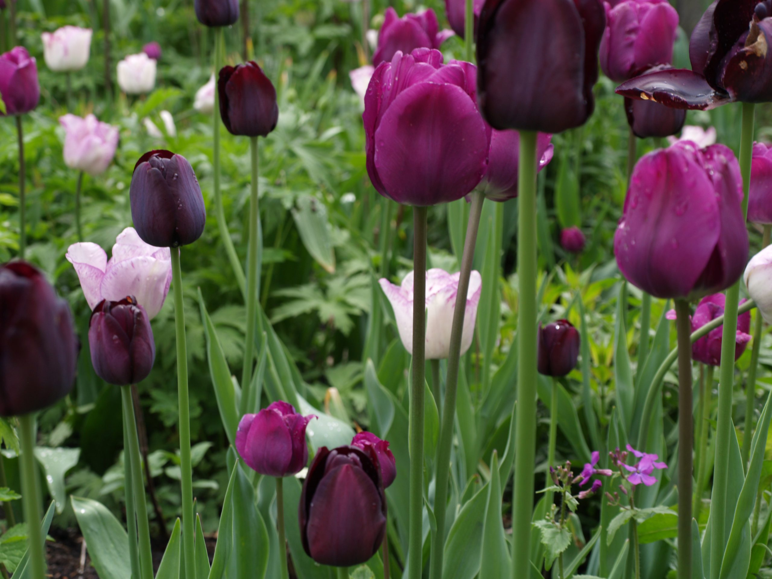 Tuinerie-mix