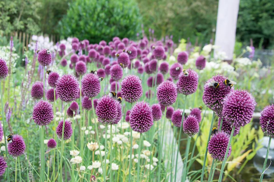 Allium sphaerocephalon