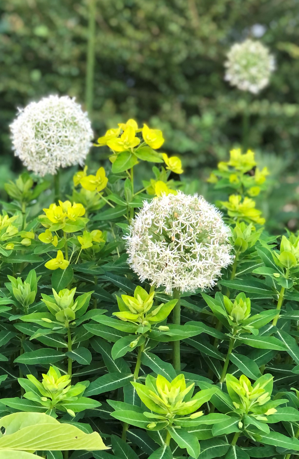 Allium stipitatum 'Mount Everest'