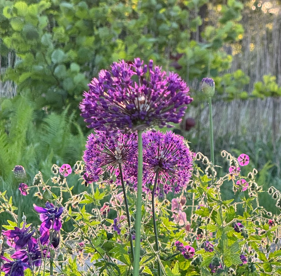 Allium aflatunense 'Purple Sensation'