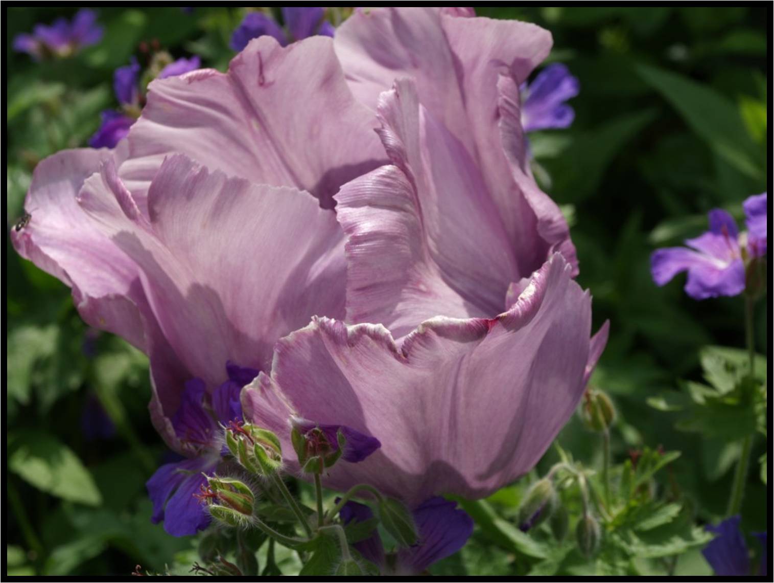Tulp 'Blue Parrot'