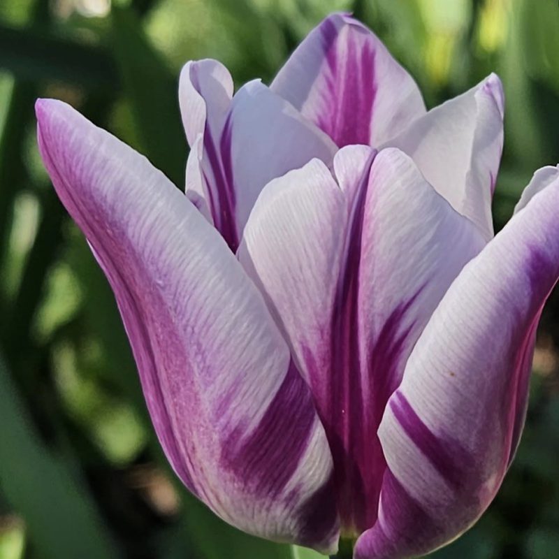 Tulp 'Flaming Flag'