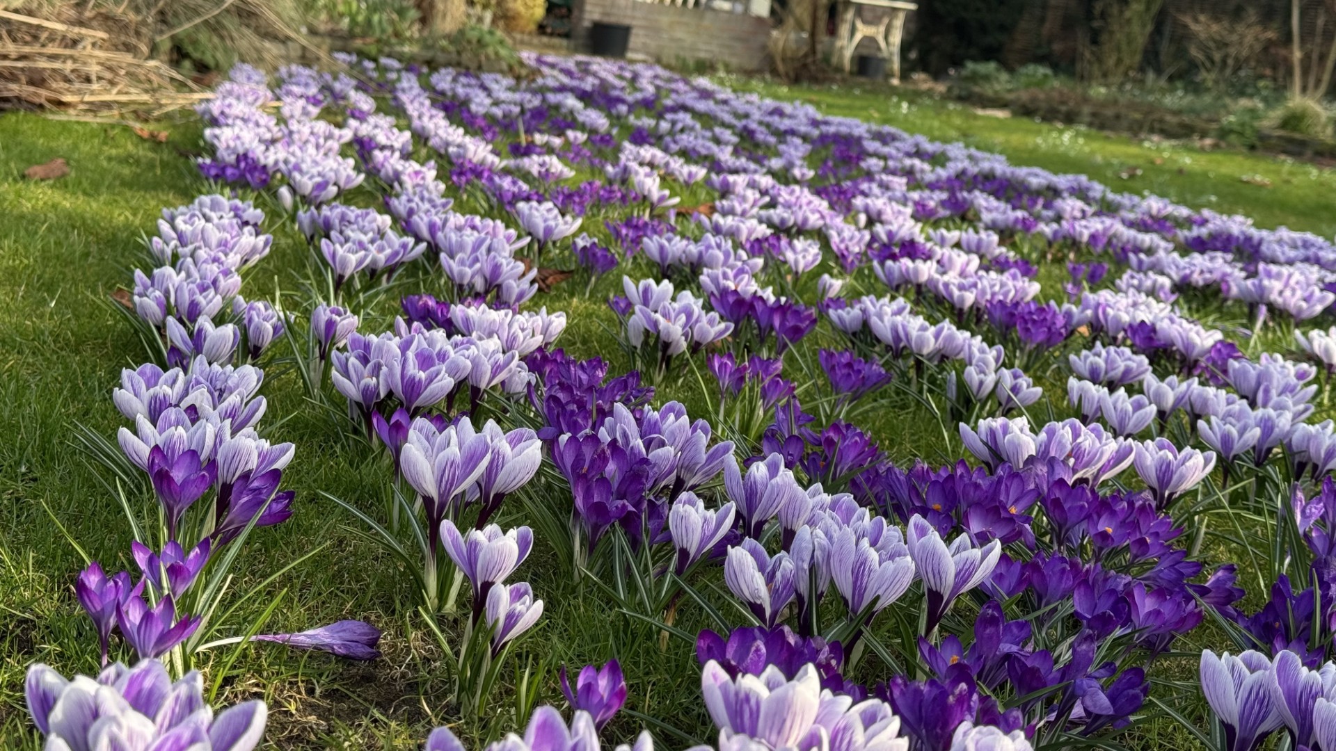 Crocus grootbloemig 'Blauw Wit Mengsel' - Afbeelding 10