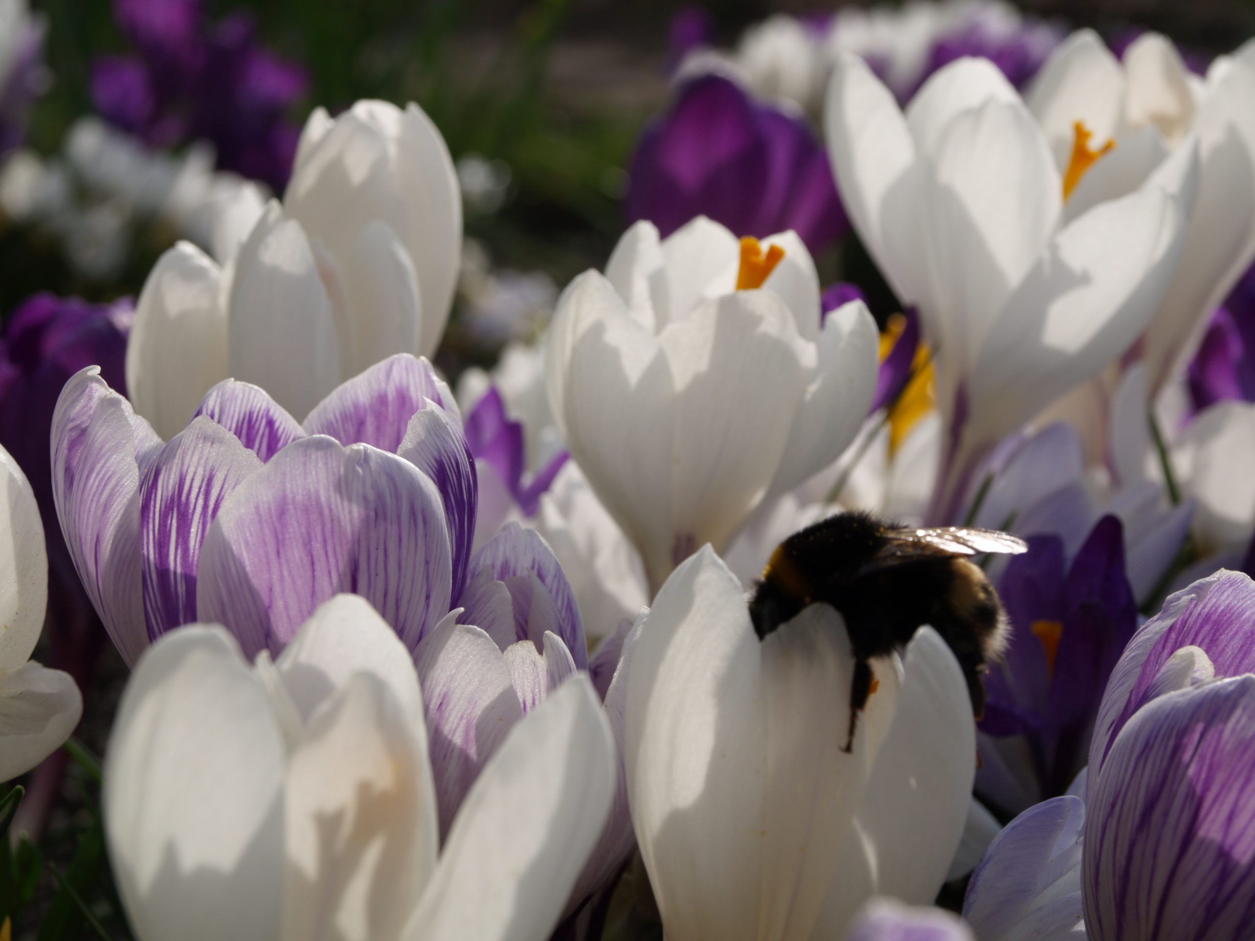 Crocus grootbloemig 'Blauw Wit Mengsel' - Afbeelding 6
