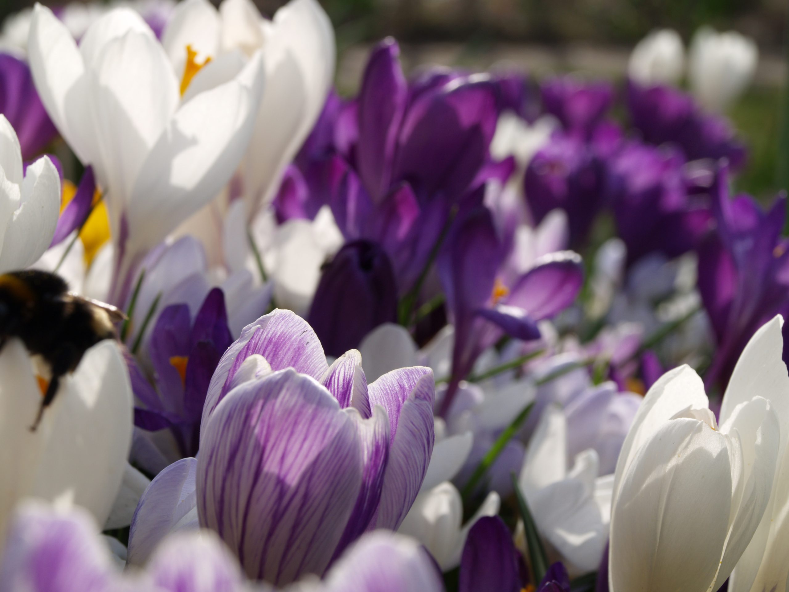 Crocus grootbloemig 'Blauw Wit Mengsel' - Afbeelding 5