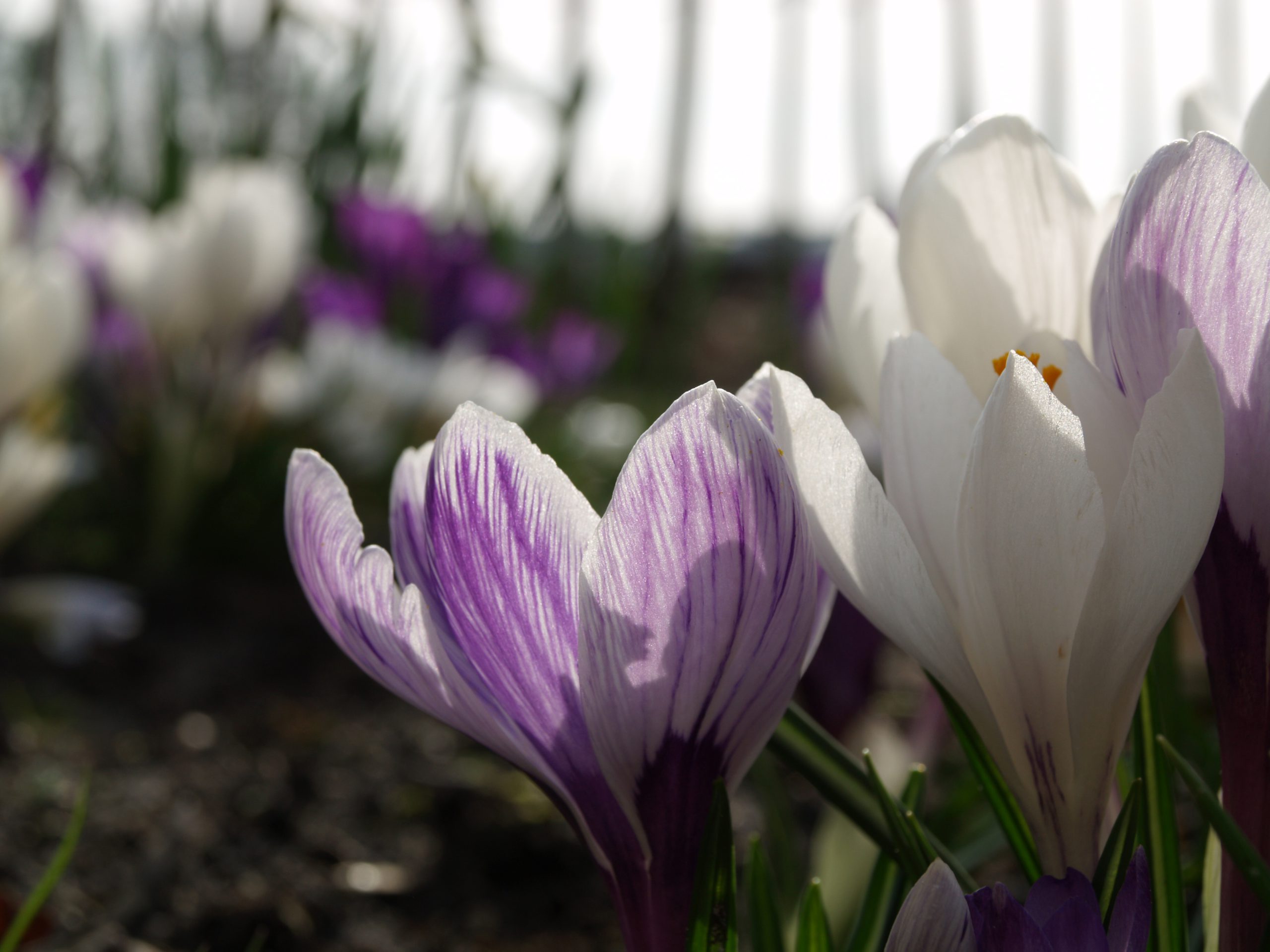 Crocus grootbloemig 'Blauw Wit Mengsel' - Afbeelding 4