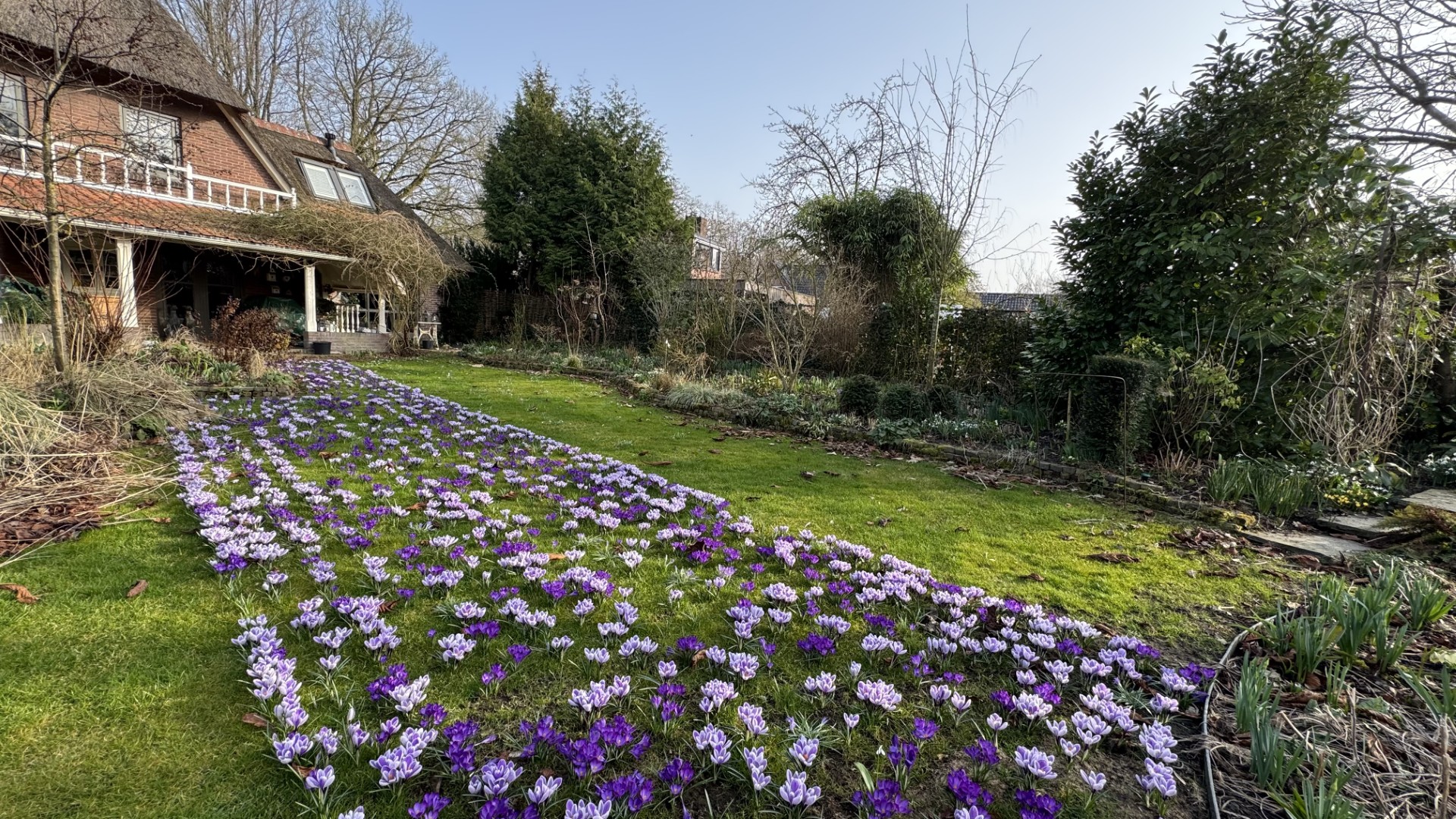 Crocus grootbloemig 'Blauw Wit Mengsel' - Afbeelding 11