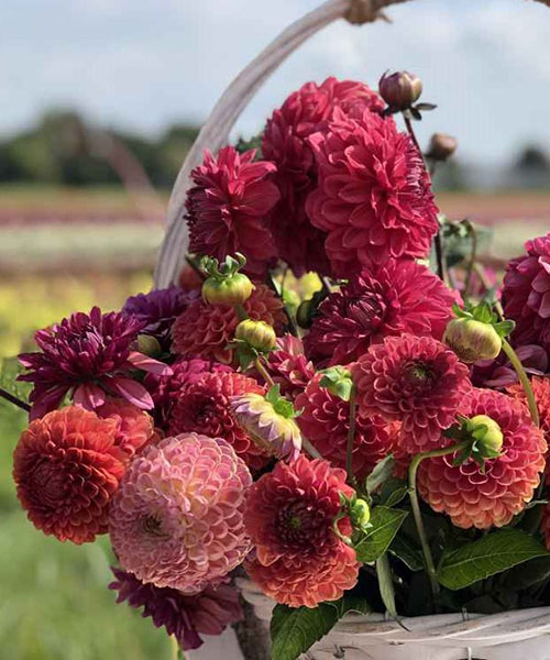 Dahlias categorie