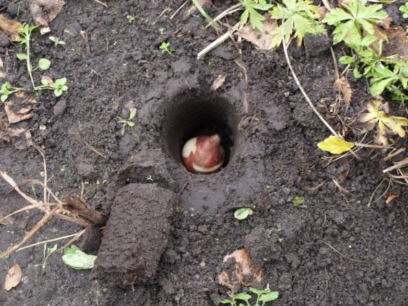 Roestvrijstalen Bollenplanter - Afbeelding 7