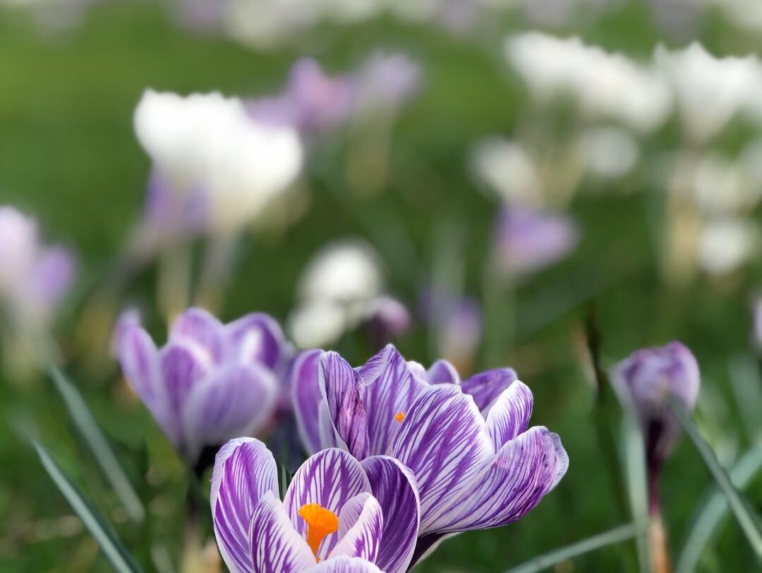 Crocus grootbloemig 'Blauw Wit Mengsel' - Afbeelding 3