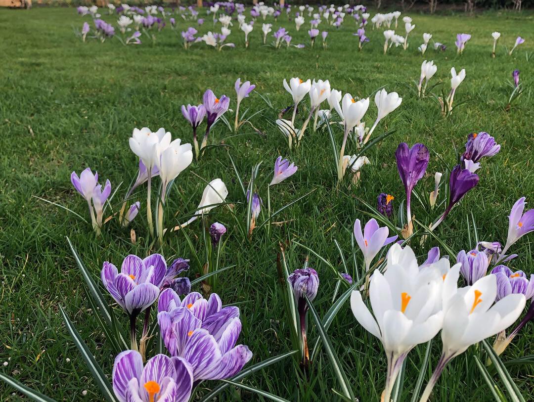 Crocus grootbloemig 'Blauw Wit Mengsel' - Afbeelding 2