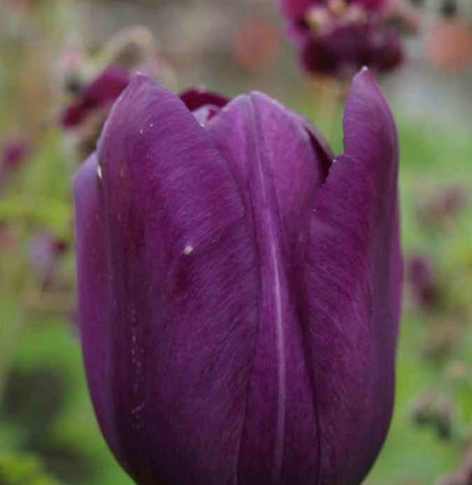 Tulp 'Queen of Night'
