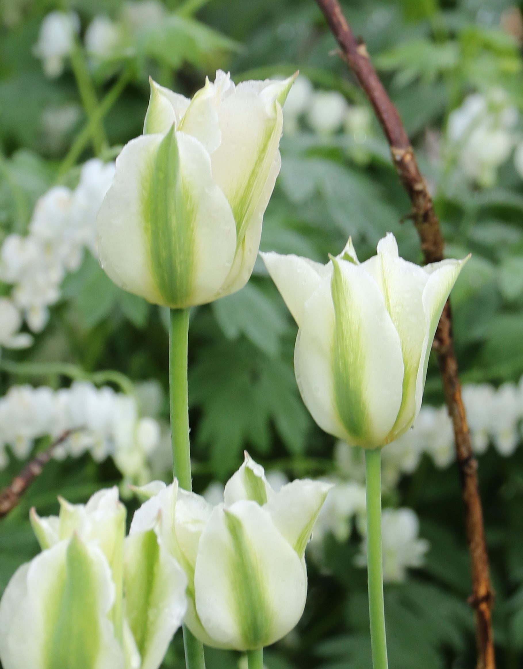 Tulp 'Spring Green'