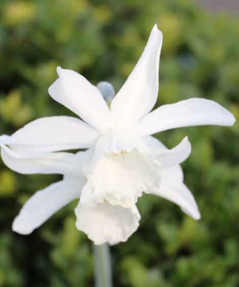 Narcis triandrus 'Thalia'