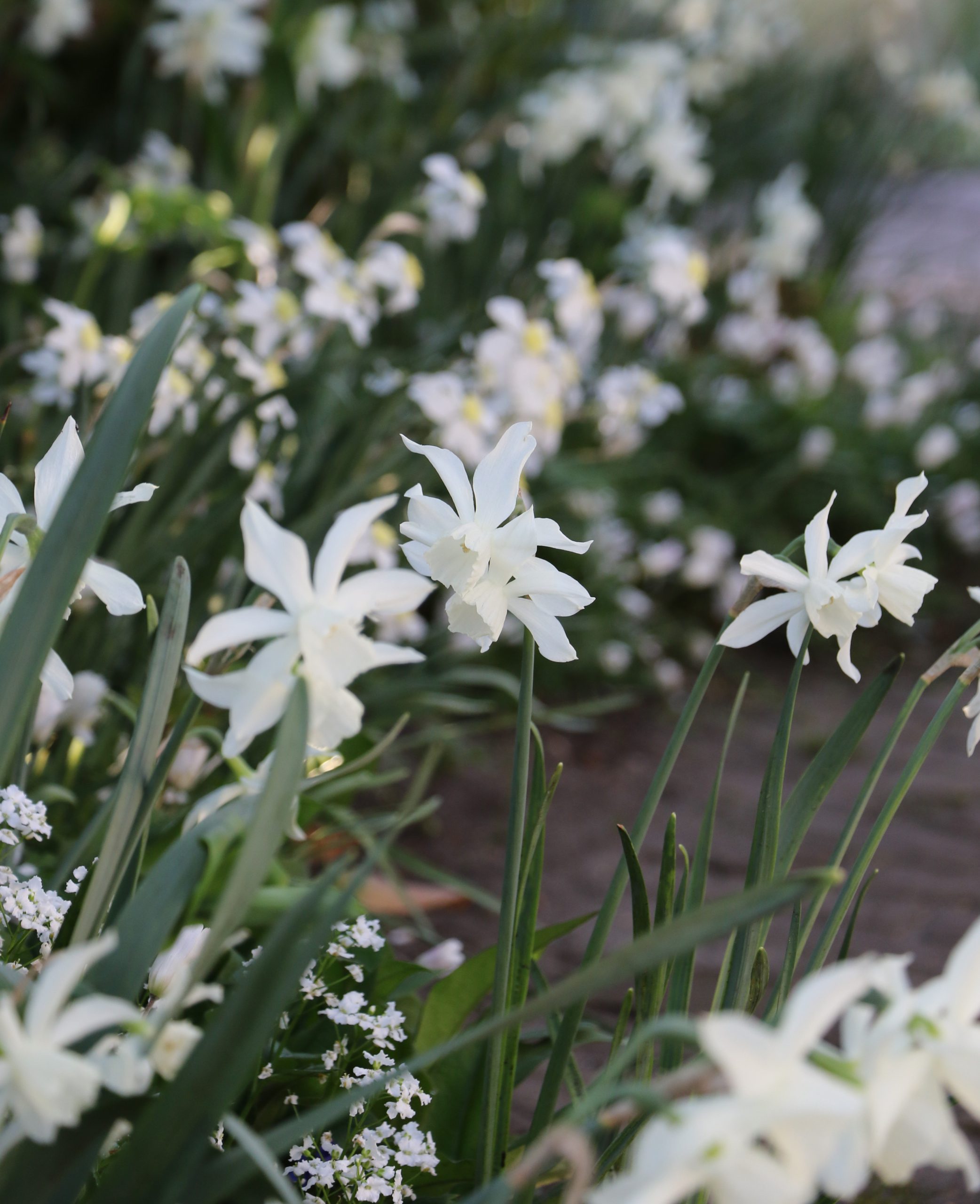 Narcis triandrus 'Thalia'