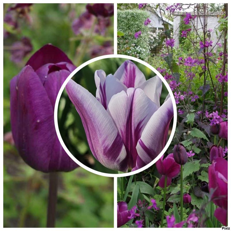 Tuinerie Jubileum Mix!